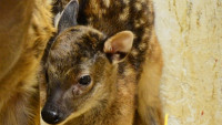 ZOO sambar%20skvrnitý mláděDetail